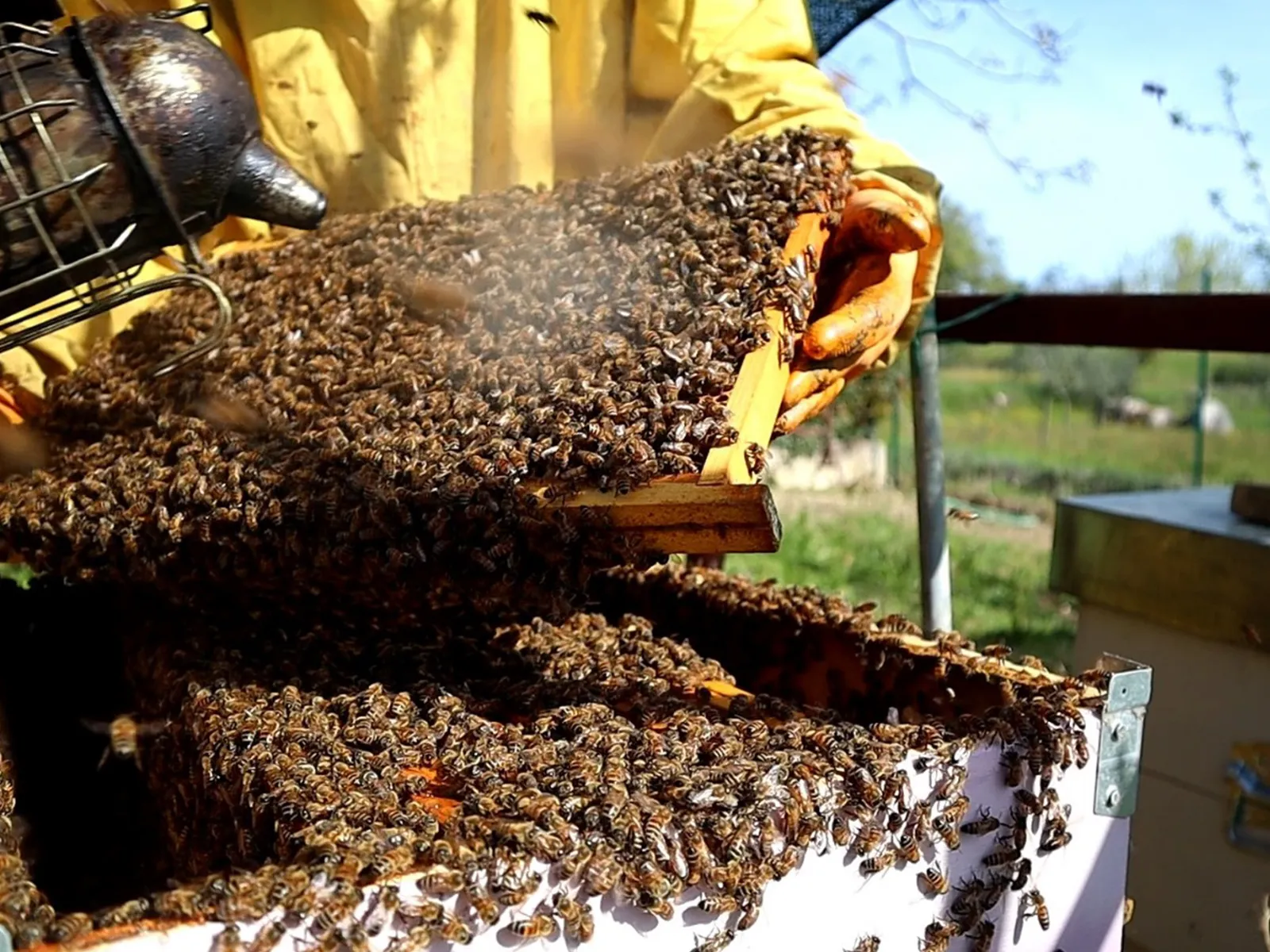 cingoli-apiario-la-valle-delle-api